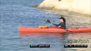 African Penguins at Boulders Beach, and kayakers