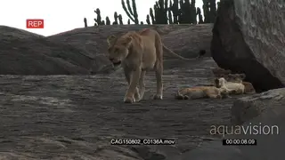 African Lioness laying down on a large rock with cubs then standing MLS PAN HAND
