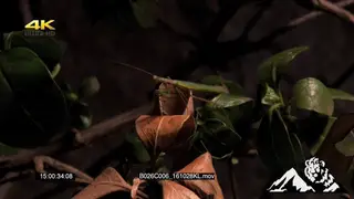 Praying Mantis on a leave MACRO