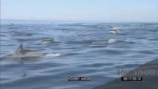 Common dolphin pod porpoising across TRAVELLING AW