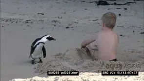 African Penguins at Boulders Beach
