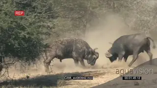 Cape Buffalo fight
