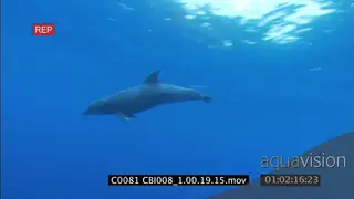 TRIGGERFISH SHOAL, SCUBA DRIVER AND PACIFIC BOTTLENOSE DOLPHINS AND GALAPAGOS SHARK