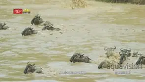 Wildebeest herd climbing down steep bank to get to mara river