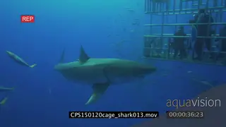 Divers underwater in ocean in a cage and a Great White Shark swimming near them LS HAND