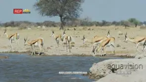 Springbok herd drinking