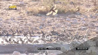 Flock of Cape Sparrows and Sociable Weavers at waterhole drinking flying around social.