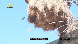 Sociable Weavers flying in and out of nest building carrying grass with beaks SLOWMO