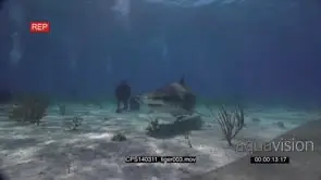 Tiger Shark in SLOW MOTION swimming between Scuba Divers UW