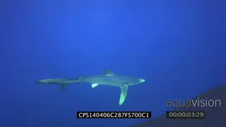 Blue Shark swimming underwater in ocean LS PAN HAND