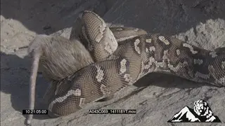 Dwarf Python constricting a Mouse HA MCU