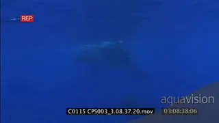A family of humpback whales floating and swimming by the topside UW