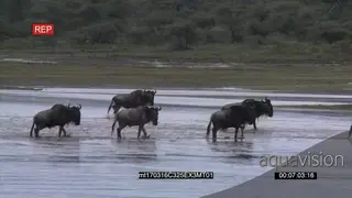 Herd of Blue Wildebeests Migrating and crossing the River Following one another GENERAL.