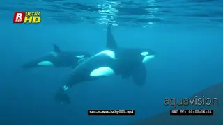 Orca Killer Whale mother and young calf on herring hunt in noway UW