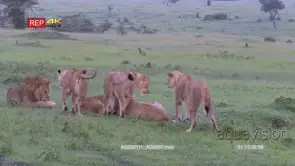 African lion (Panthera leo) sister cleaning nipples from one because she gave birth,…