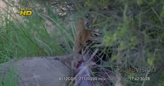 Tiger laying down under the tree and feeding on a carcass.
