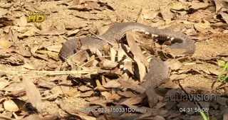 Rinkhals snake hunting, flattened head and slithering off frame.