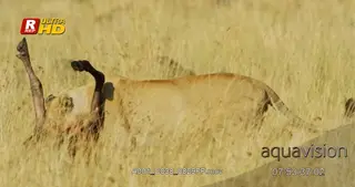 Bloody African female Lioness side view,s standing while feeding on the hunted carcass.