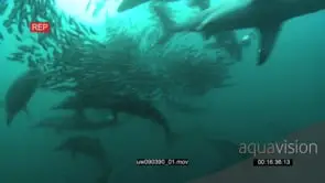 Dusky Sharks and Common Dolphins swimming underwater in ocean with Sardines WS PAN HAND
