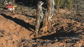 Close up shot of two adult meerkat and a juvenile warming their tummies ALERT GOOD LIGHT