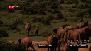 African Elephant Herd Grazing and Drinking From the Water Hole HA WS