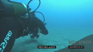Underwater cameraman following and filming Pufferfish