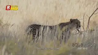 Cheetah side view, walking and hunting in a long dry grass.