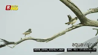 Sociable weavers sitting on a tree branch, looking around.