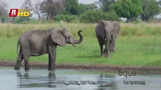 African Elephant standing in water and using its trunk to communicate.
