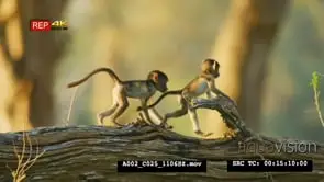 Yellow Baboon babies playing on the tree trunk