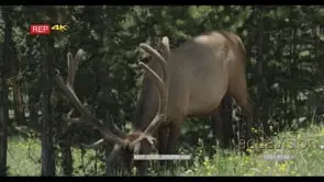 Elk standing and grazing WS GENERAL BEHAVIOUR