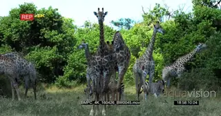 A herd of Giraffes moving around and feeding on tree leaves while a dazzle of zebras is.