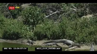 pan up from alligators to birds at rookery - wide shot