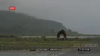 2 Grizzly Bears walking around and sniffing.