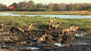 A pack of wild dogs watching out for prey in the Okavango Delta
