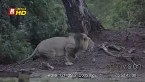 Two adult male African Lion stalking, running and interacting, MWS;PAN; LATE AFTERNOON