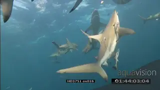 Dusky Shark school swimming in clear water UW CU