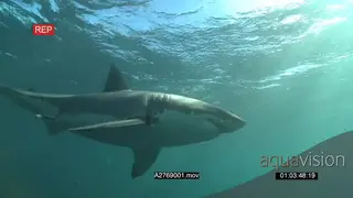 Great White Sharks gently swimming underwater in ocean one in background and the other in.