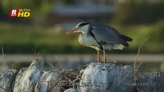 Grey heron standing on a rock, looking around and searching.