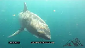 Great White Shark cage Diving AW