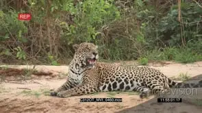 Jaguar (Panthera onca) resting on riverbank