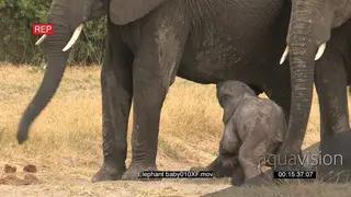 Newly born elephant feeding from the mother and trying to walk and the rest of the herd.
