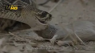 Western diamondback rattlesnake positioning the dead carcass in its mouth.