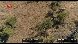 Aerial Drone over bushveld African elephants feeding off bushes