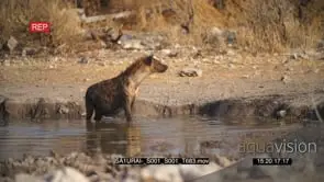 Spotted hyena drinking water exiting waterhole walking across away into bushes looking.