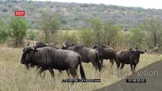 Blue Wildebeest herd standing and walking on bushveld MWS
