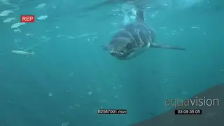 A Great white shark gently swimming underwater in ocean turning and passing through.