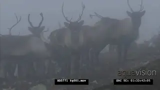 Young and adult Reindeer herd, standing and looking towards on the Norwegian tundra in.