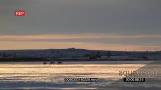 Polar bear family patrolling following each other across frozen lake golden sunset light