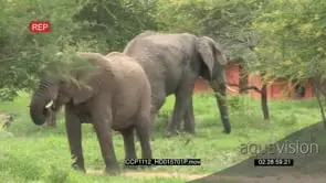 A Pair of African Elephants grazing and feeding on tree leaves MWS